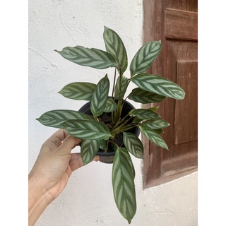 คล้าซีโตซา calathea setosa กระถาง 4 นิ้ว จัดส่งตามภาพ เลือกต้นได้ค่า คล้าใบมีตำหนิง่ายทักแชทดูต้นปัจจุบันได้ค่ะ