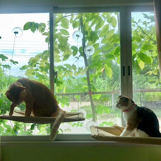 ภาพขนาดย่อของภาพหน้าปกสินค้า️เปลแมว ที่นอนแมว บ้านแมว เปลติดกระจก เปลแมวติดกระจก ️ จากร้าน ratimapeem บน Shopee ภาพที่ 5