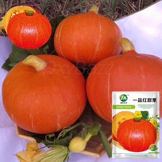 สินค้า 🔥ลด 50% ใส่โค้ด INCLZ33🔥 เมล็ดฟักทองญี่ปุ่นสีส้ม 20เมล็ด เมล็ดพันธุ์ฟักทองญี่ปุ่นสีส้ม Orange Japanese Pumpkin Seeds