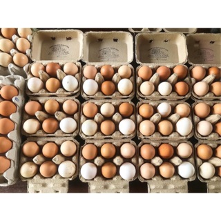 สินค้า ไข่ไก่ปลอดสารพิษ 100% Natural Free Range Eggs