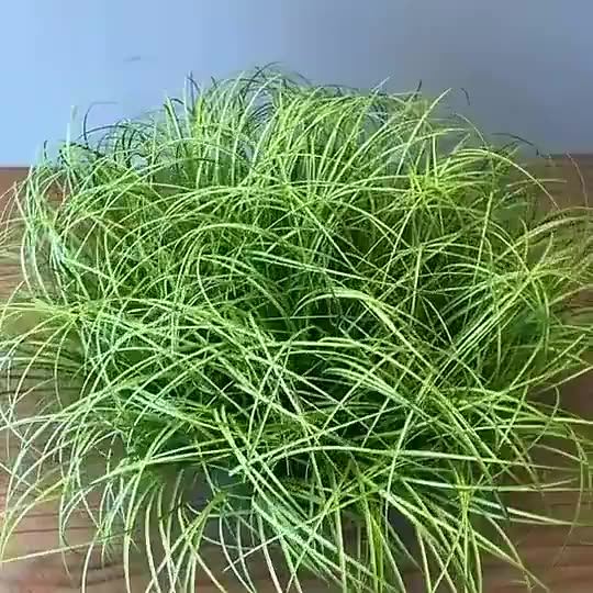 หญ้าเทียม-หญ้าหัวหอม-พลาสติก-สีเขียว-ขนาด-35-ซม-42-ซม-สําหรับตกแต่งบ้าน-ในร่ม