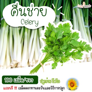 เมล็ดพันธุ์คื่นช่าย 100 เมล็ด อัตราการงอก95% ปลูกง่าย โตไว (แถมฟรี เมล็ดผักทุกออเดอร์)