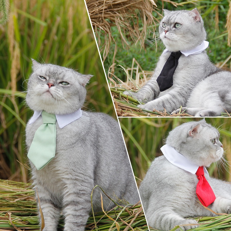 cod-pet-tie-เนคไทสัตว์เลี้ยง-ปลอกคอแมว-เนคไท-ปรับสายได้-ดีไซน์เรียบหรู-เครื่องประดับสัตว์เลี้ยง-ปลอกคอสัตว์เลี้ยง