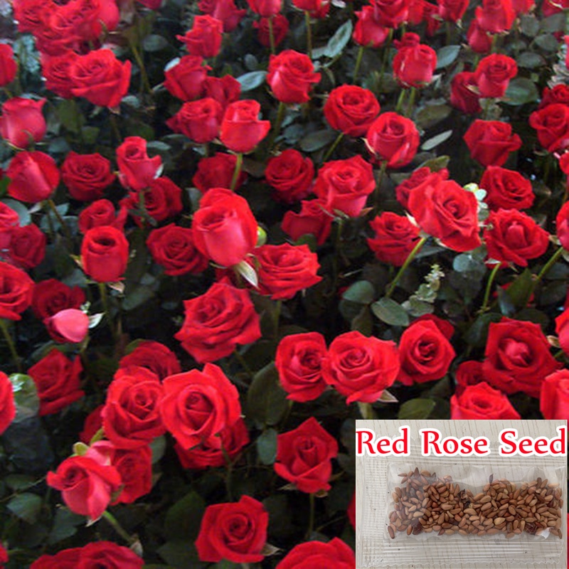 เมล็ดดอกกุหลาบ 200pcs/bag Red Rose Seeds DIY Home Garden Flower Seeds