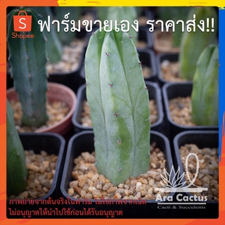 สวนขายเอง! ตอบลู ตอฟ้า Myrtillocactus geometrizans ไซส์กระถาง 2 นิ้ว แคคตัส กระบองเพชร ต้นไม้ประดับ อวบน้ำ