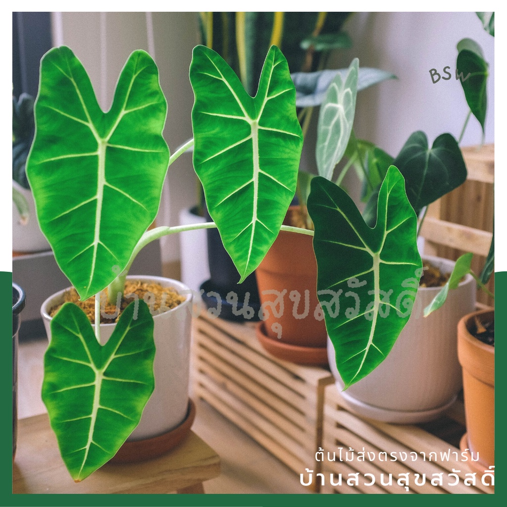 อโลคาเซีย-ฟลายเด้ก-alocasia-frydek-ใบสีเขียวกำมะหยี่-4-นิ้ว