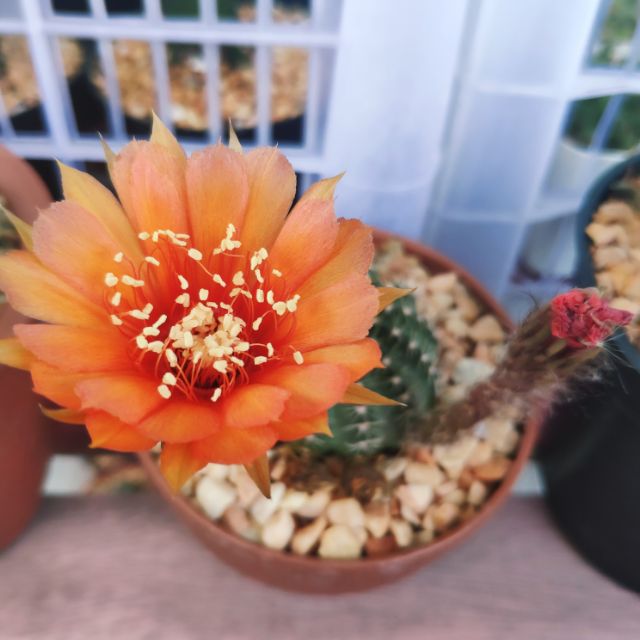 รีบูเทีย Rebutia พันธุ์แท้ ดอกสีส้ม | Shopee Thailand