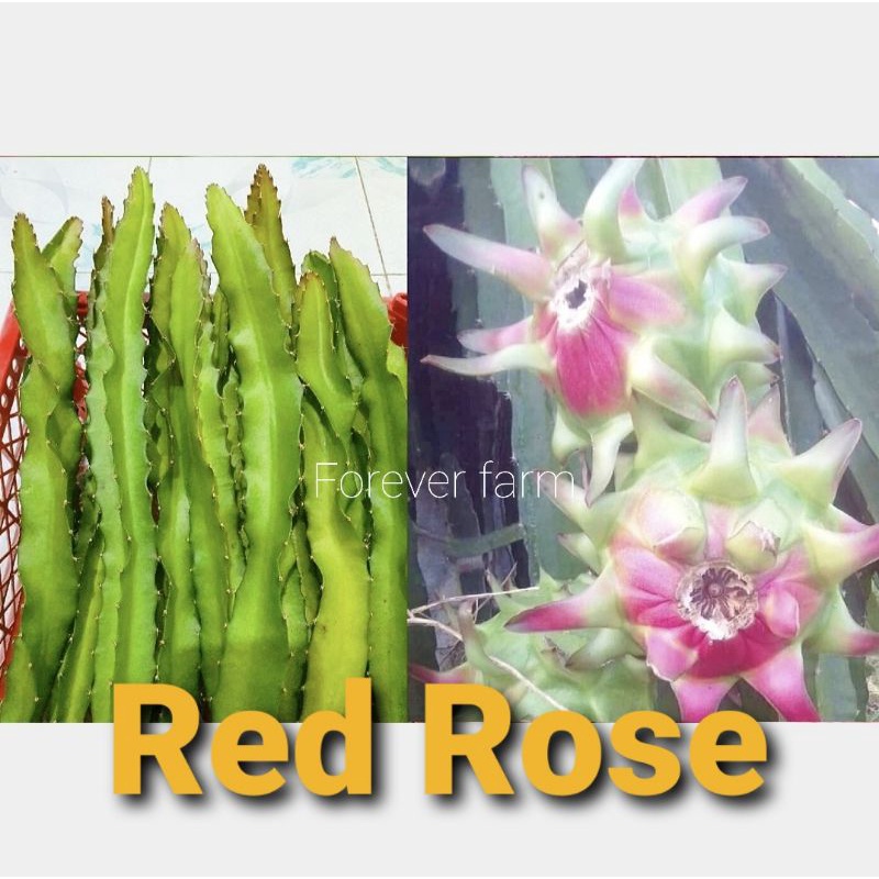 แก้วมังกร-กิ่งพันธุ์แก้วมังกร-red-rose-พันธุ์หายาก