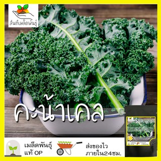 สินค้า เมล็ดพันธุ์ คะน้าเคลใบหงิก 500 เมล็ด Brassica oleracea var acep  เมล็ดพันธุ์แท้ นำเข้าจากต่างประเทศ ปลูกผัก สวนครัว เพาะ