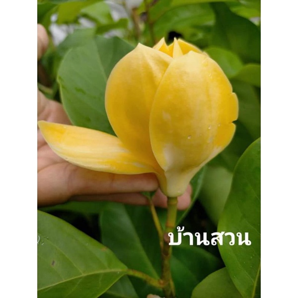 ภาพสินค้าต้นมนต์จำปา ต้นทาบกิ่ง จากร้าน bansuanphanmai บน Shopee ภาพที่ 4