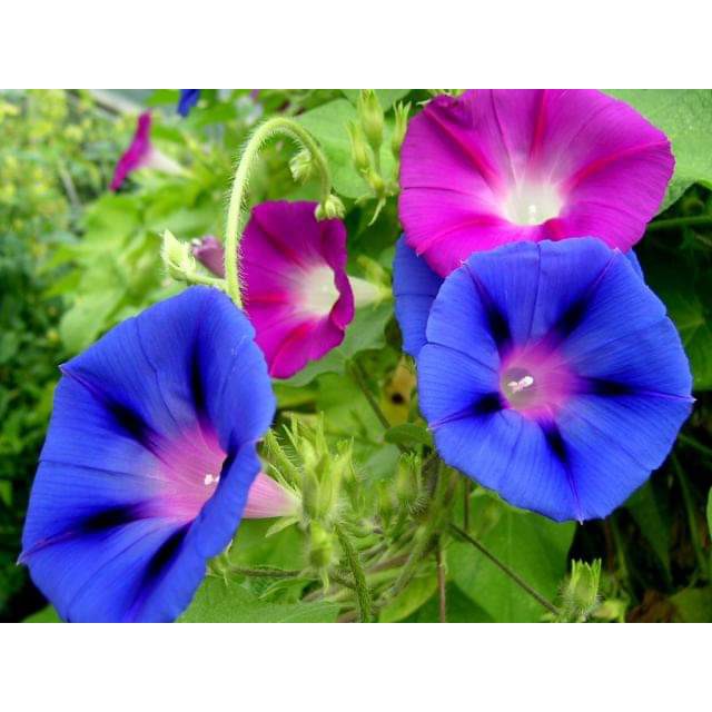 เมล็ดพันธุ์-ดอกผักบุ้งฝรั่ง-ปลูกผสมกันยิ่งสวย-heavenly-blue-morning-glory-flower-ต้น-ดอก-มอร์นิ่งกลอรี่