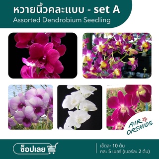 กล้วยไม้นิ้วสกุลหวาย (Assorted Dendrobium Seedling) จัดเซ็ต คละแบบ (Set A)