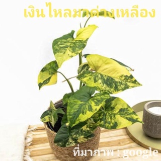 เงินไหลมาด่างเหลือง ( Syngonium Aurea Variegated ) ไม้ด่างสวย ชื่อมงคล ถือเป็นไม้ด่างสวย ที่นิยมปลูก