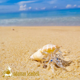 Andaman seashell  แก้วเป่าติดเปลือกหอย รูปปูเสฉวน ติดเปลือกหอย 33