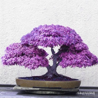 20pcs/ tas bonsai benih pohon maple biru benih pohon Bonsai. hmk8通心菜/鲜花/手链/裙子/玫瑰/芹菜/儿童/母婴/内裤/向日葵/ XHA5