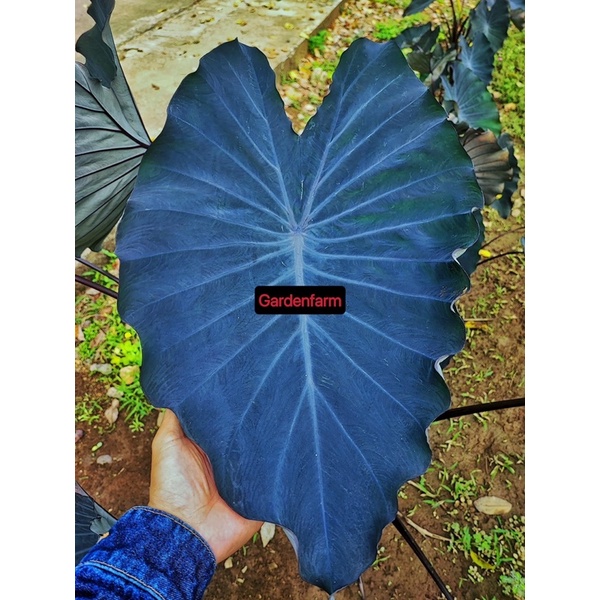 ภาพหน้าปกสินค้าColocasia black runner โคโลคาเซียใบสวยมีเสน่ห์ใบสีดำกำมะหยี่จัดส่งพร้อมแก้วชำรากเดินดี จากร้าน kanom2345k บน Shopee