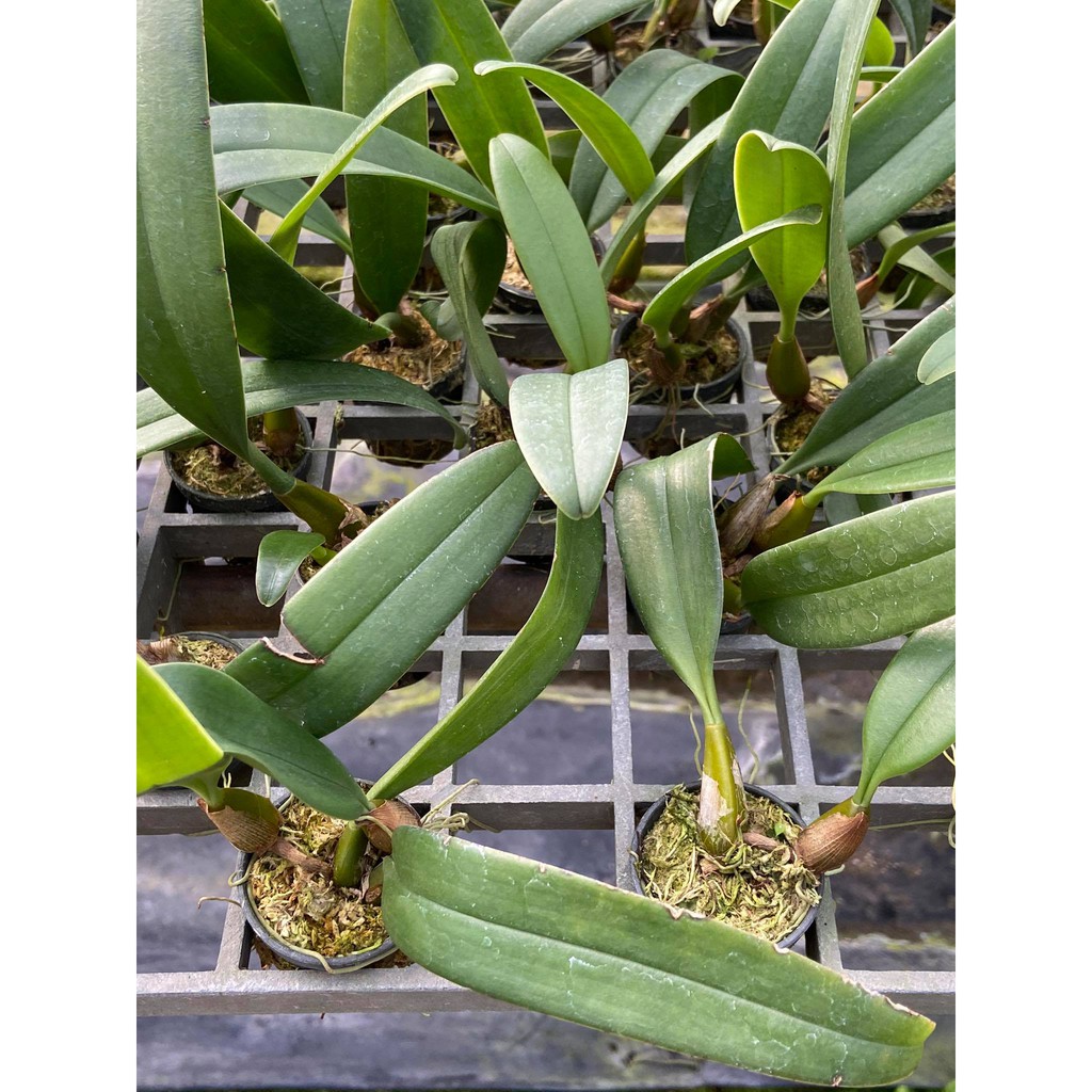 กล้วยไม้สิงโตลูกผสมเครายาวกับรอชไชด์-bulbophyllum-elizabethann-1-ต้น