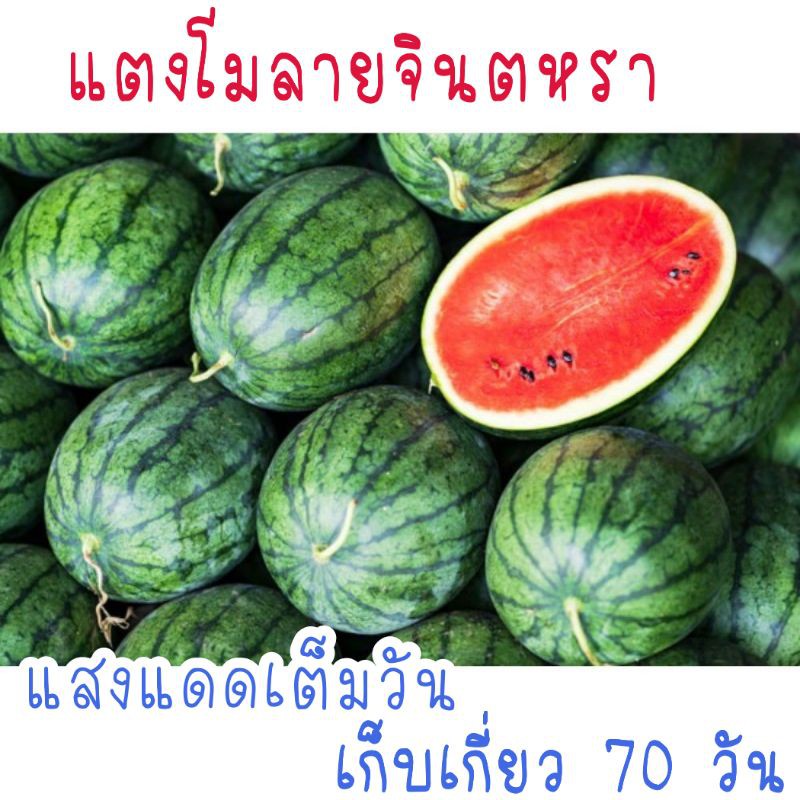 เมล็ดพันธุ์-แตงโม-จินตหรา-22-เมล็ด