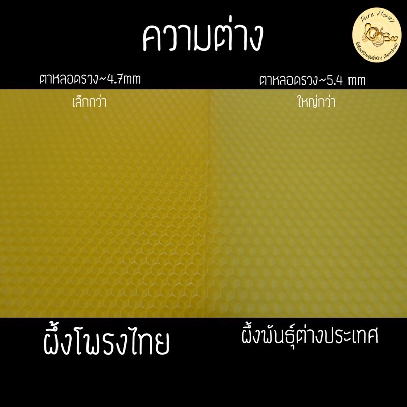 ส่งด่วน-แผ่นรังเทียม-ไขผึ้งแบบแผ่น-รังผึ้งเทียม-มีปลายทาง-ผึ้งโพรงไทย-ผึ้งพันธุ์-แผ่นผึ้งเทียม-ติดคอนผึ้ง