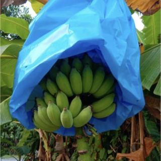 ภาพหน้าปกสินค้าถุงห่อกล้วยหอมทอง สีฟ้า ที่เกี่ยวข้อง
