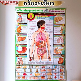 โปสเตอร์ ✅อวัยวะเขียว ✅Poster นวด นวดแผนไทย ฤษีดัดตน กดจุดรักษาโรค การนวดกดจุด ลมปราณ นวดแผนโบราณ