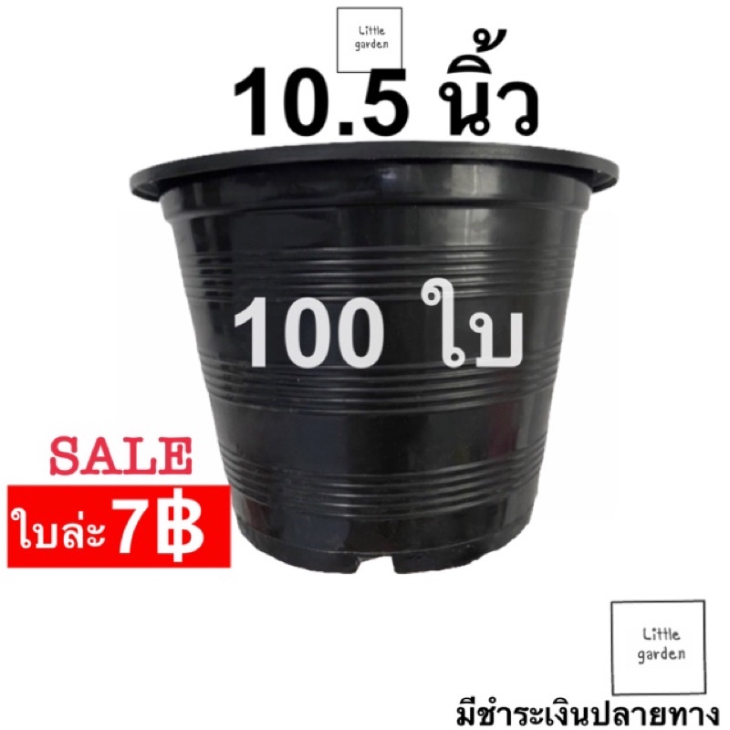 ภาพหน้าปกสินค้ากระถางต้นไม้ 10.5 นิ้ว 100 ใบ