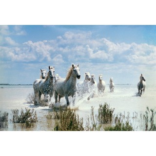 โปสเตอร์ อาบมัน รูปถ่าย ม้าขาว ม้ามงคล วิว ธรรมชาติ Landscapes Nature POSTER 14.4"x21" Inch White Horse River Running Sp