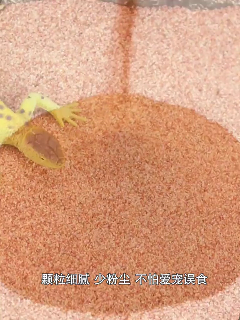 tortoise-reptile-sand-mat-แผงคอสิงโตจิ้งจก-palace-guard-แมงป่องแมงมุม-hermit-ปูทะเลทรายตกแต่งภูมิทัศน์แคลเซียมทรายแคลเซี