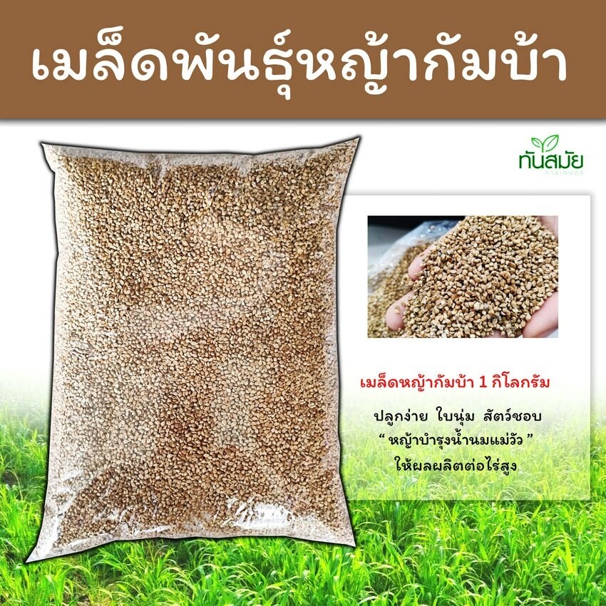 เมล็ดหญ้ากัมบ้า-1-กิโลกรัม-กัมบ้า-เมล็ดหญ้า-เมล็ดปลูก-หญ้า-พืชตระกูลหญ้า-เมล็ดพันธ์หญ้า-หญ้าอาหารสัตว์-ปลูกง่าย-สวนเกษตร