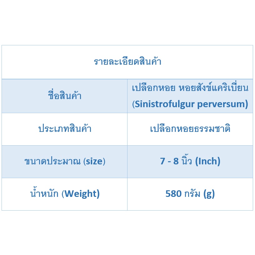 andaman-seashell-เปลือกหอย-หอยสังข์แคริเบี่ยน-sinistrofulgur-perversum