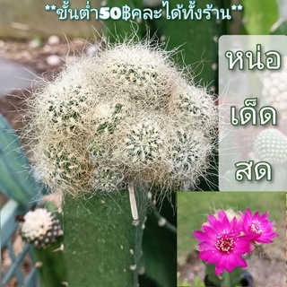 10แถม1 🌱หน่อเด็ดสด Sulcorebutia gerosenilis ซัลโครีบูเทีย จีโรเซนิลิส ขนาดประมาณ 2cm. กระบองเพชร แคคตัส