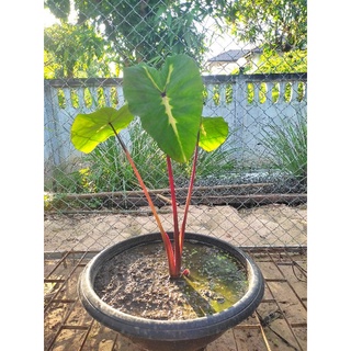 บอนไวท์ลาวา Colocasia esculenta White Lava (Taro)-พร้อมส่ง