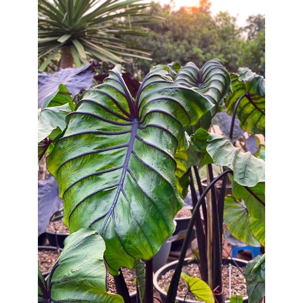 Colocasia faro mask โคโลคาเซียหน้ากากฟาโรห์(ตัดสดห่อตุ้ม) | Shopee Thailand