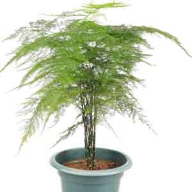 asparagus-fern-plumosa-fern