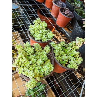 Bunga Sedum/Live Plant/Pelbagai Jenis Sedum/Succulent Sedum [ SEDUM MAKINOI ]文胸/裙子/苹果/头饰/芹菜/母婴/儿童/种子/鲜花/上衣/ TIEY