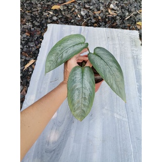 seeds  Schismatoglottis Silver50 เมล็ด (ไม่ใช่พืชที่มีชีวิต)