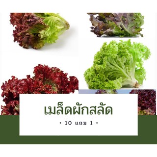 เมล็ดผักสลัด เมล็ดผัก เมล็ดผักกาดหอม เมล็ดผัก10แถม1