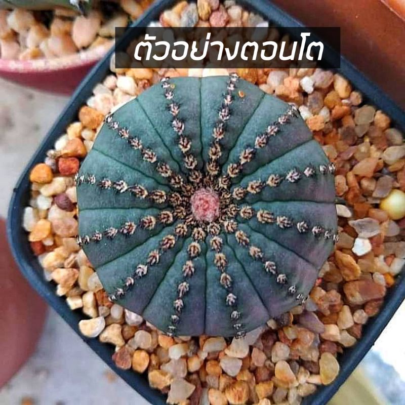 ถูกที่สุด-แคคตัสแฟเรียแคสตาเนีย-frailea-castanea-cactus-succulent-กระบองเพชร-ไม้อวบน้ำ