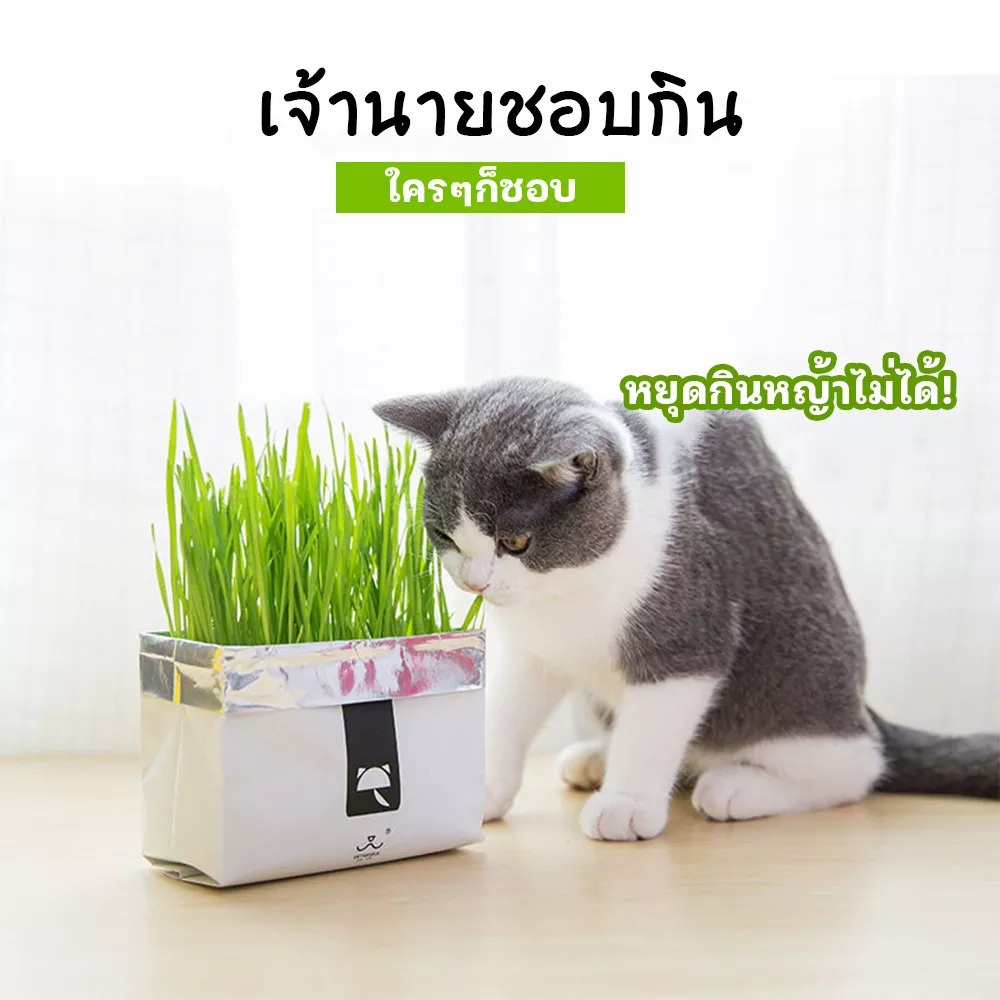 หญ้าแมว-ออร์แกนิค-ข้าวสาลีแมว-ต้นหญ้าแมว-หญ้าแมวพร้อมทาน-สำหรับ-หมา-แมว-และสัตว์กินหญ้าอื่นๆ