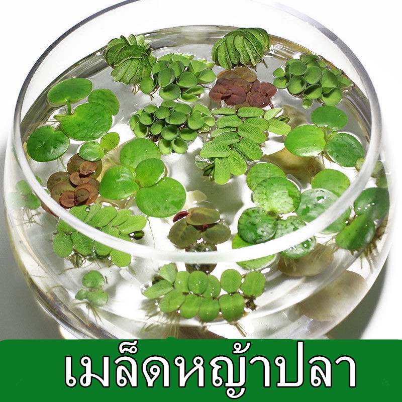 ประเทศไทยพร้อมสต็อก 50 Pcs Fish Tank WaterLily Copper Grass Pilea Seeds