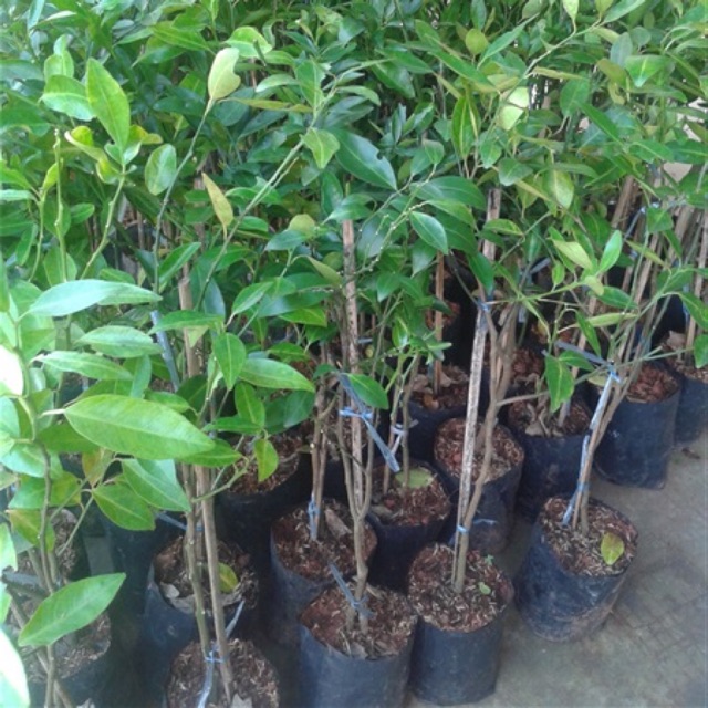 ต้นส้มโชกุน-ขนาดสูง-50-60-ซม-1ต้น-ราคา-220-บาท
