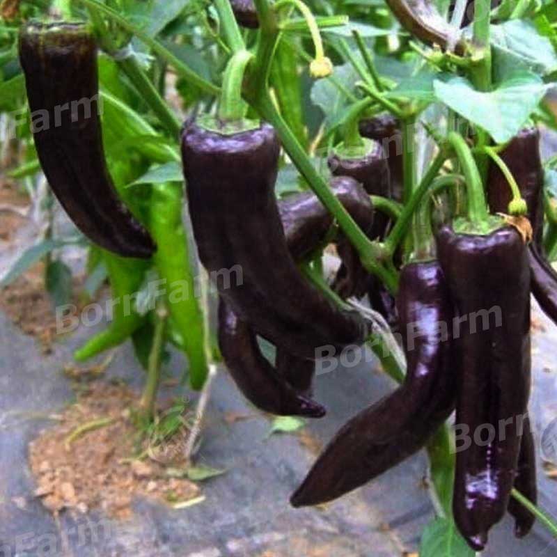 เมล็ดพริกชี้ฟ้าม่วงดำ-เมล็ดพันธุ์พริกชี้ฟ้าดำ-20เมล็ด-purple-black-chili-spur-pepper