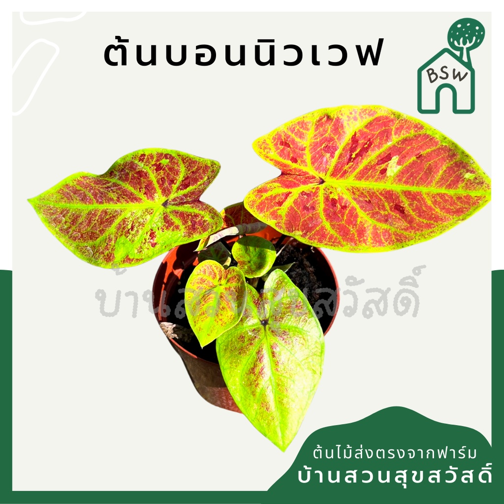 บอนนิวเวฟ-บอนบุษราคัม-มาในกระถางพร้อมตั้ง