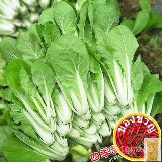 50pcs Four Season lettuce จานด่วนสี่ฤดูเรพซีด ED seeds seeds QBJN