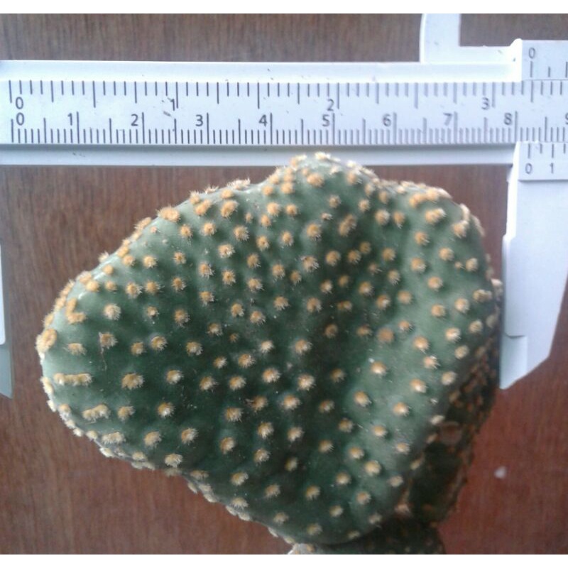 opuntia-microdasys-pallida-cristata-ดอทเหลืองคริส-หน่อเด็ดสด