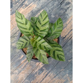 คล้ากรีนสตาร์ 🪴 Green star or hybrid calathea