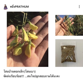 ภาพหน้าปกสินค้าโสนบ้านดอกเล็ก (ชุดละ200เมล็ด) ซึ่งคุณอาจชอบสินค้านี้