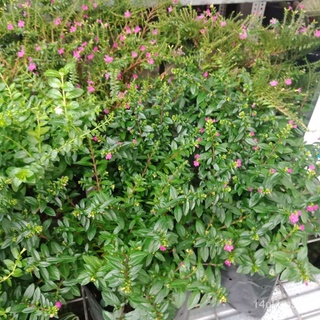 iLiving Plant: Cuphea Purple ดาวสีม่วง Real Live Plants, Pokok Hidup Pokok Bunga, Indoor Outdoor Plants, decor,  garden头