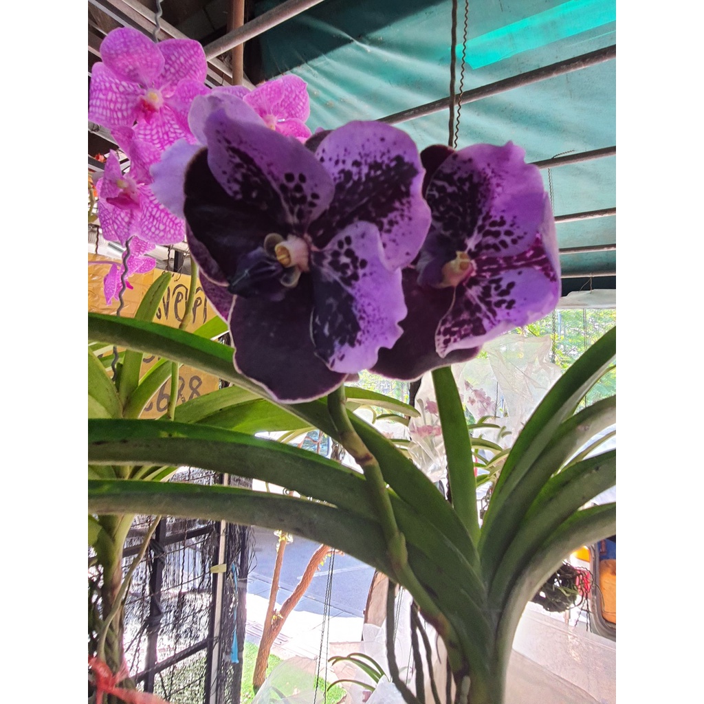 wow-vanda-กล้วยไม้แวนด้า-สีม่วงทูโทน-ออกดอกทั้งปี