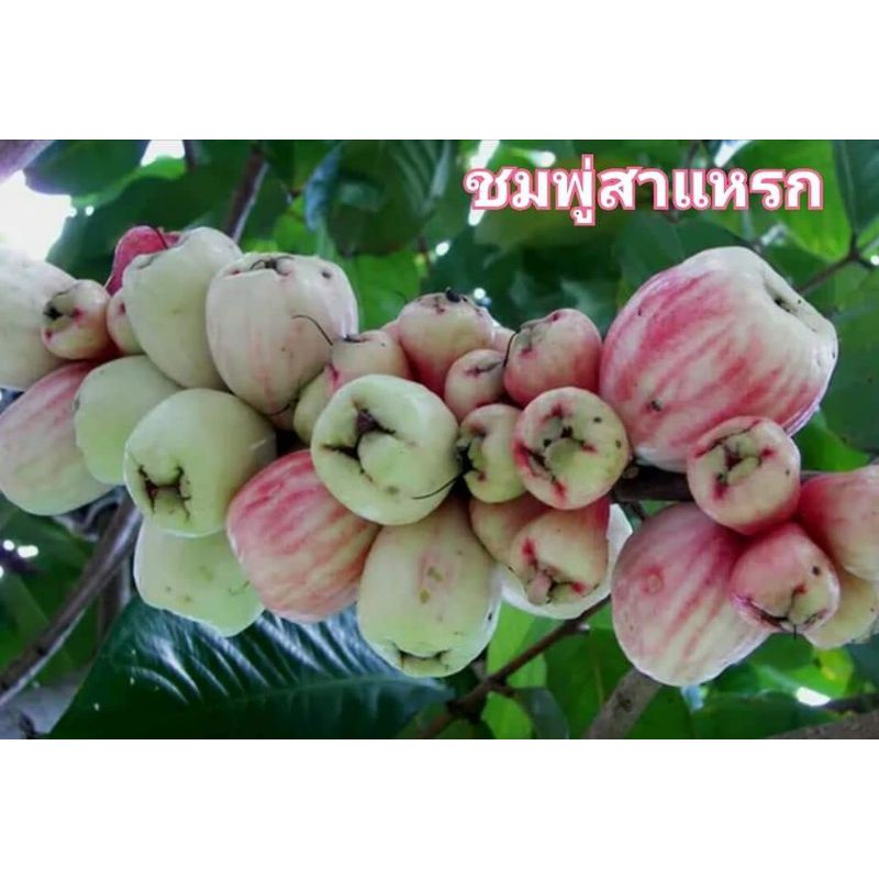 พันธุ์ชมพู่สาแหรก-ผลไม้โบราณ-รับประกันพันธุ์แท้100-กิ่งทาบ